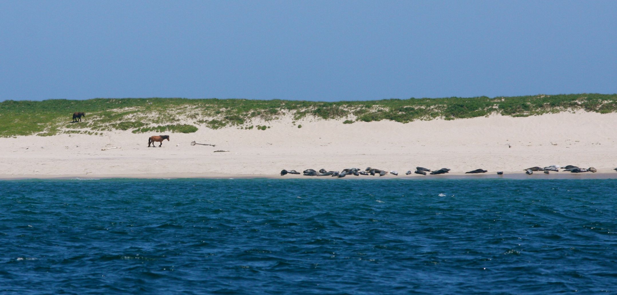 Собачьи острова атлантики. Остров сейбл канада. Отдаленные острова в атлантическом океане. Собачьи острова атлантики. Собачьи острова атлантики.